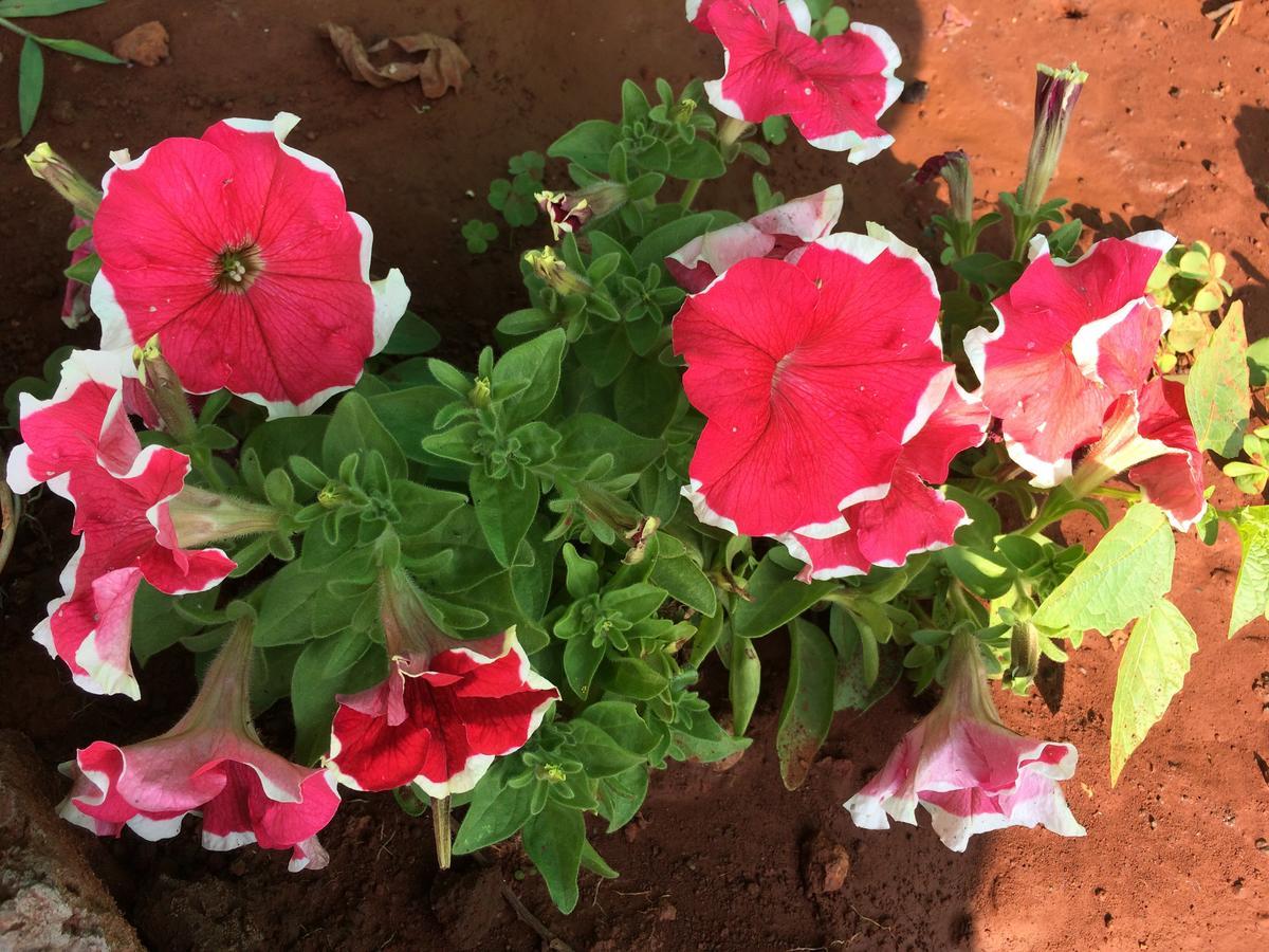 The Royal Heritage Mahabaleshwar Exterior photo